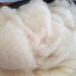 raw wool