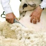 shearing